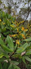 Vochysia tucanorum