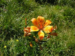 Lilium bulbiferum