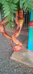 Fabaceae