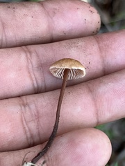 Mycetinis copelandii