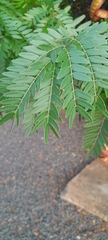 Fabaceae