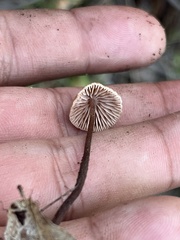 Mycetinis copelandii