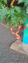 Fabaceae