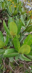 Vochysia tucanorum