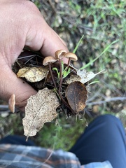 Mycetinis copelandii