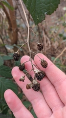 Rubus hirtus