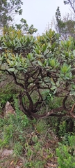 Vochysia tucanorum