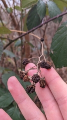Rubus hirtus