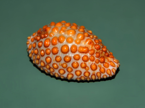 Jenner's cowry