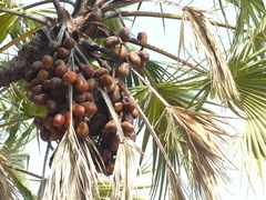 Hyphaene dichotoma