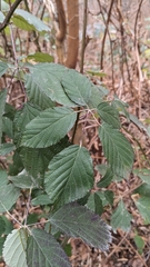Rubus hirtus
