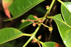 Myrcia