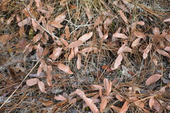 Geobalanus oblongifolius