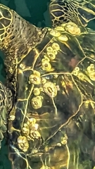 Chelonibia testudinaria