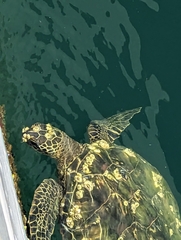 Chelonibia testudinaria