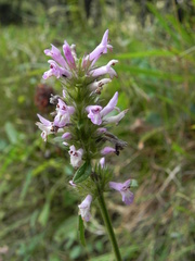 Betonica officinalis