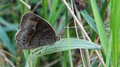 Mycalesis mineus