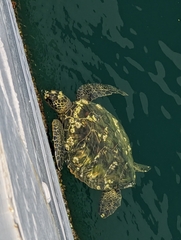 Chelonibia testudinaria