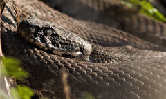 Macrovipera lebetinus