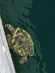 Chelonibia testudinaria