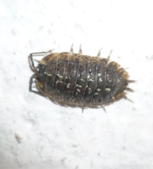 Porcellio spinipennis
