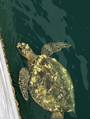 Chelonibia testudinaria