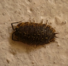 Porcellio spinipennis