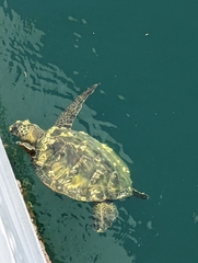 Chelonibia testudinaria