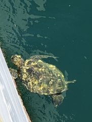 Chelonibia testudinaria