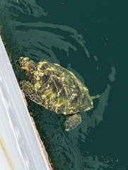 Chelonibia testudinaria