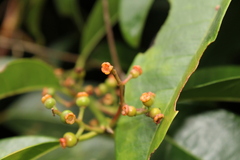 Myrcia