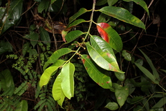 Myrcia