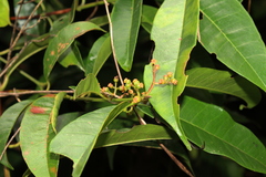 Myrcia