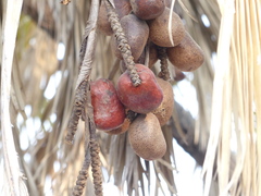 Hyphaene dichotoma