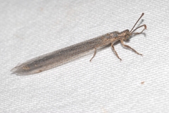 Creoleon lugdunensis