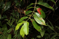 Myrcia