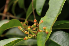Myrcia