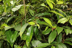 Myrcia