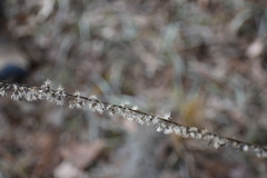 Liatris tenuifolia