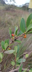 Erythroxylum