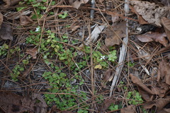Houstonia procumbens