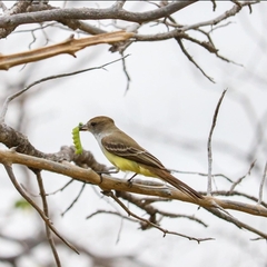 Myiarchus tyrannulus