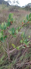 Erythroxylum