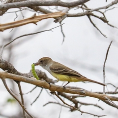 Myiarchus tyrannulus