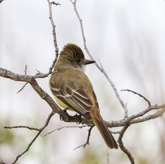Myiarchus tyrannulus