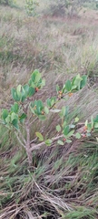 Erythroxylum