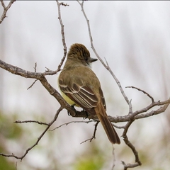 Myiarchus tyrannulus