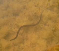 Haemopis sanguisuga