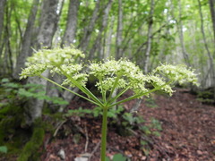 Heracleum sphondylium sibiricum