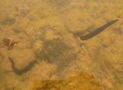 Haemopis sanguisuga